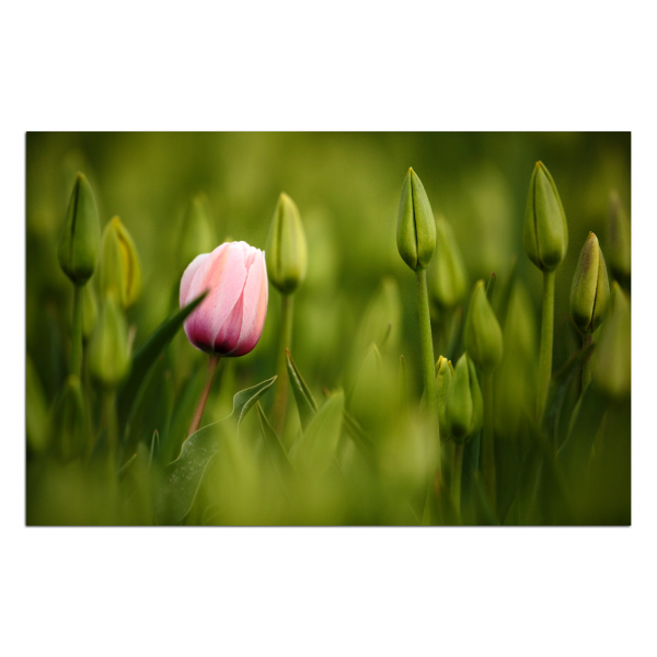 Obraz na plátně - Růžový tulipán kvetoucí