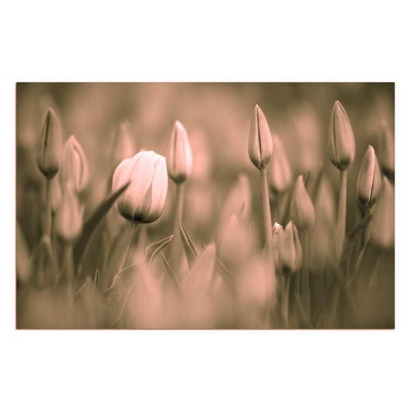 Obraz na plátně -  Tulipán kvetoucí 