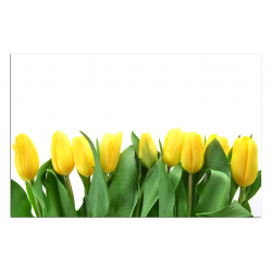 Obraz na plátně - Žluté tulipány