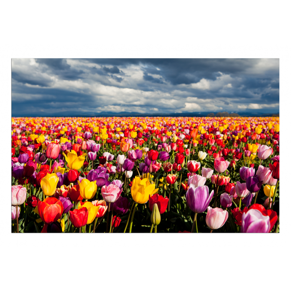 Obraz na plátně - Pole tulipánu
