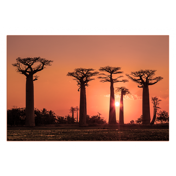 Obraz na plátně - Baobaby...