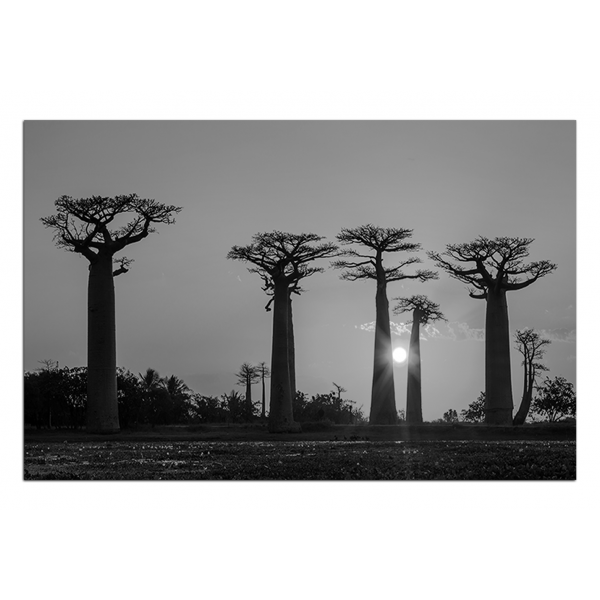 Obraz na plátně - Baobaby.