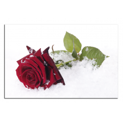 Obraz na plátně -  Růže na sněhu