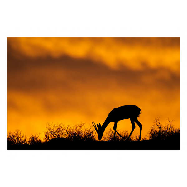 Obraz na plátně - Antilopa skákavá silueta