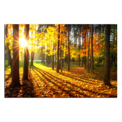 Obraz na plátně - Podzimní les