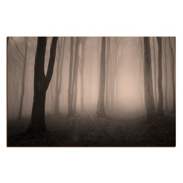 Obraz na plátně - Mlha v lese