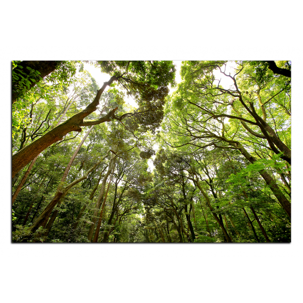 Obraz na plátně - Zelené stromy v lese