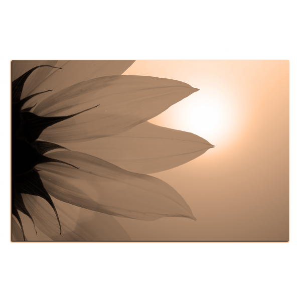 Obraz na plátně - Slunečnice květ