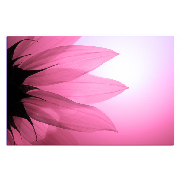 Obraz na plátně - Slunečnice květ