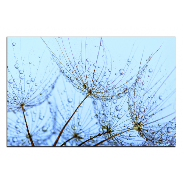 Obraz na plátně - Pampelišková semínka s kapkami vody
