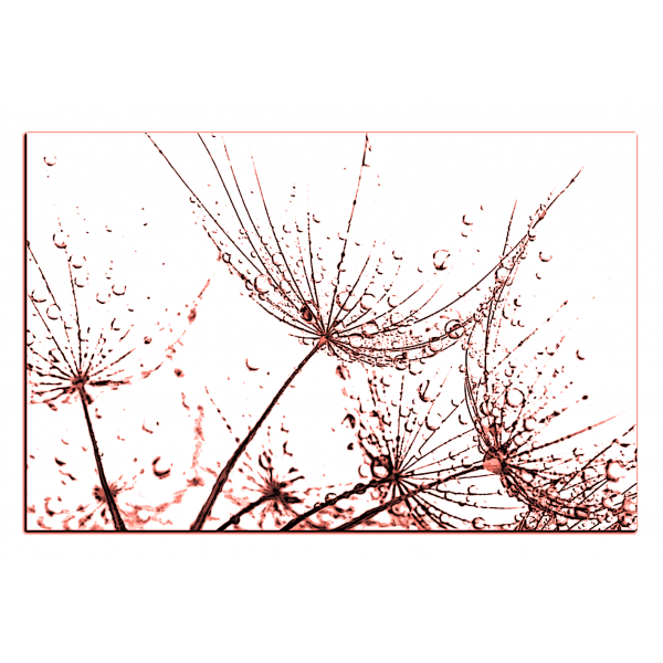 Obraz na plátně - Pampelišková semínka s kapkami vody