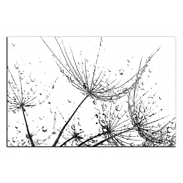 Obraz na plátně - Pampelišková semínka s kapkami vody