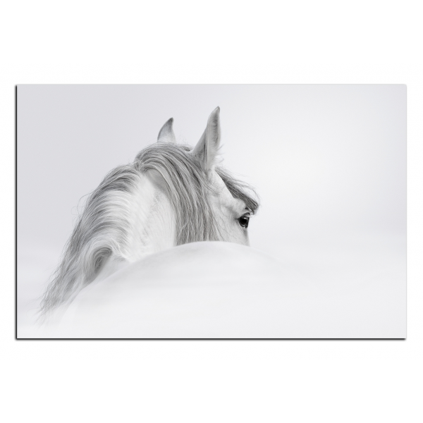 Obraz na plátně - Andaluský kůň v mlze