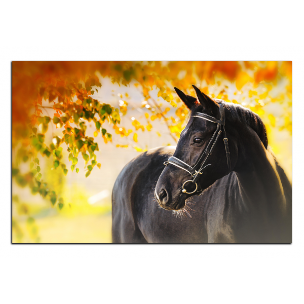 Obraz na plátně - Černý kůň