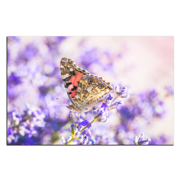 Obraz na plátně - Motýl na levandule
