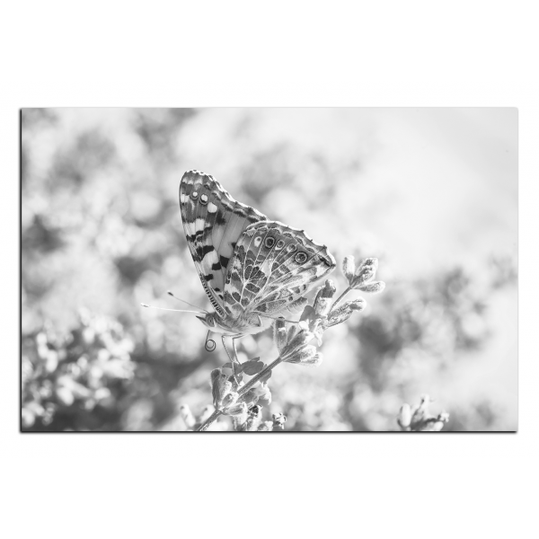 Obraz na plátně - Motýl na levandule