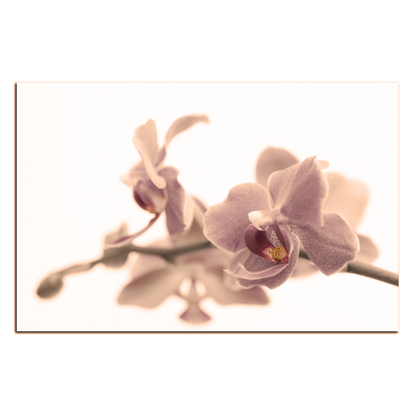 Obraz na plátně - Orchidej květ izolována na bílém pozadí