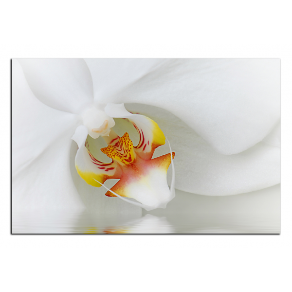 Obraz na plátně - Detailní záběr bílé orchideje