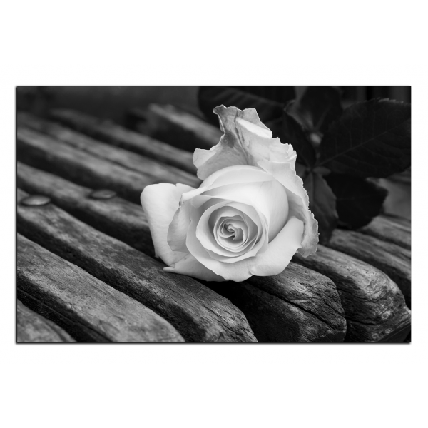 Obraz na plátně - Bílá růže na lavici