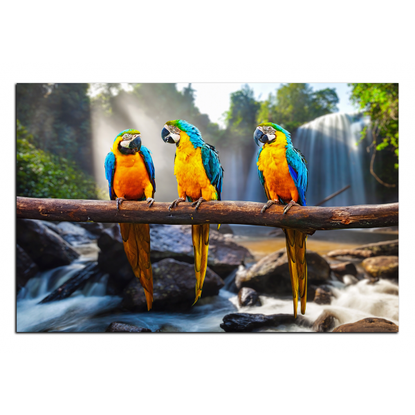 Obraz na plátně - Modro žluté Macaw