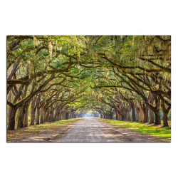 Obraz na plátně - Historické dubové stromy lemované polní cestou