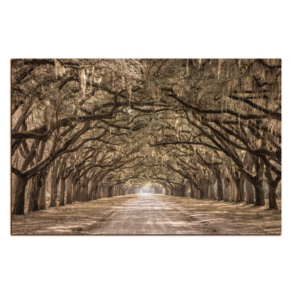 Obraz na plátně - Historické dubové stromy lemované polní cestou