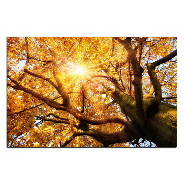 Obraz na plátně - Slunce přes větve stromu