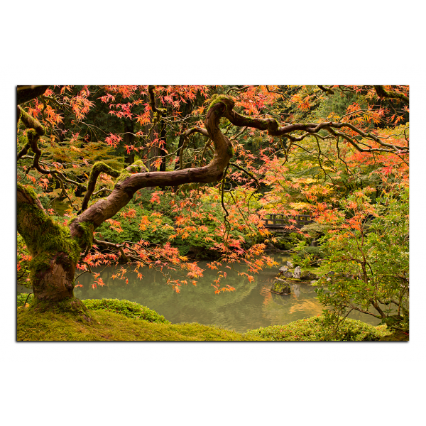 Obraz na plátně - Červený javor podzim