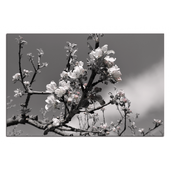 Obraz na plátně - Kvetoucí jabloň