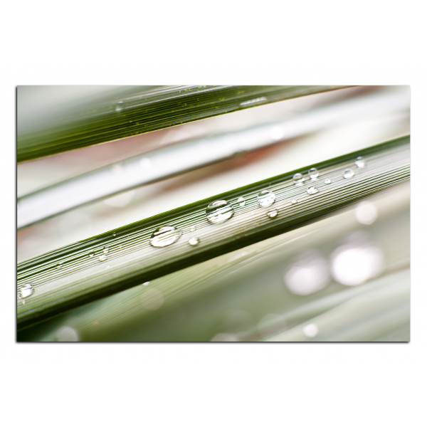 Obraz na plátně - Kapky na stéblu trávy