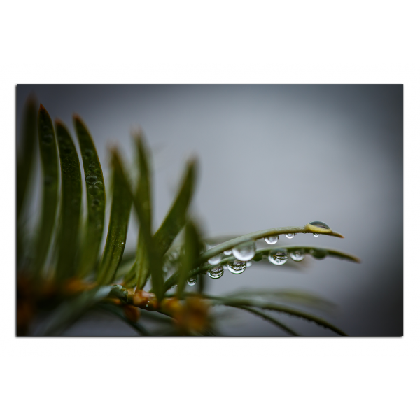 Obraz na plátně - Kapky na jehličí