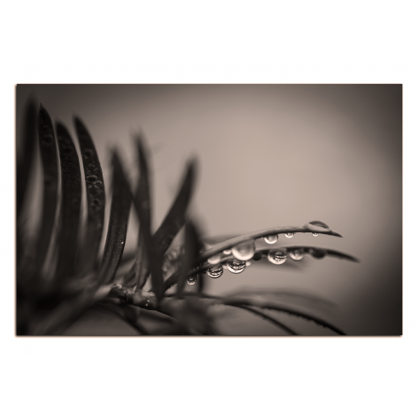 Obraz na plátně - Kapky na jehličí