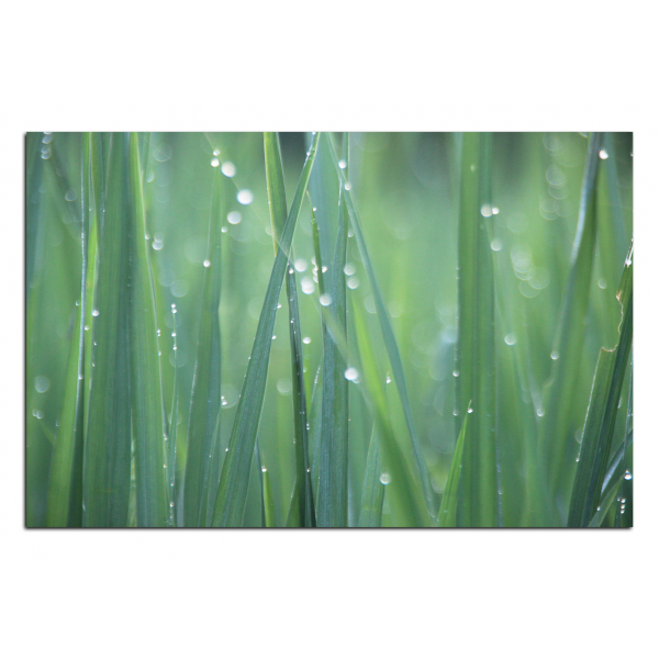 Obraz na plátně - Kapky rosy