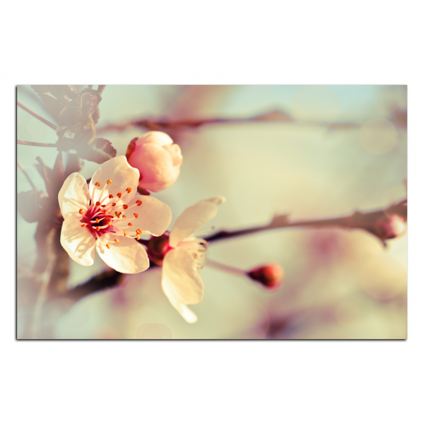 Obraz na plátně - Květ třešně