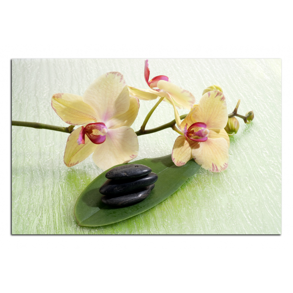 Obraz na plátně - Květy orchideje