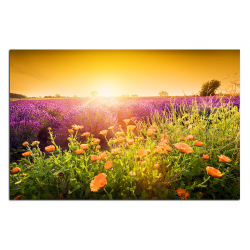 Obraz na plátně - Levandulové pole zalité sluncem