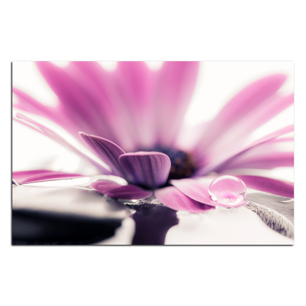 Obraz na plátně - Kapka rosy na lupenech květu