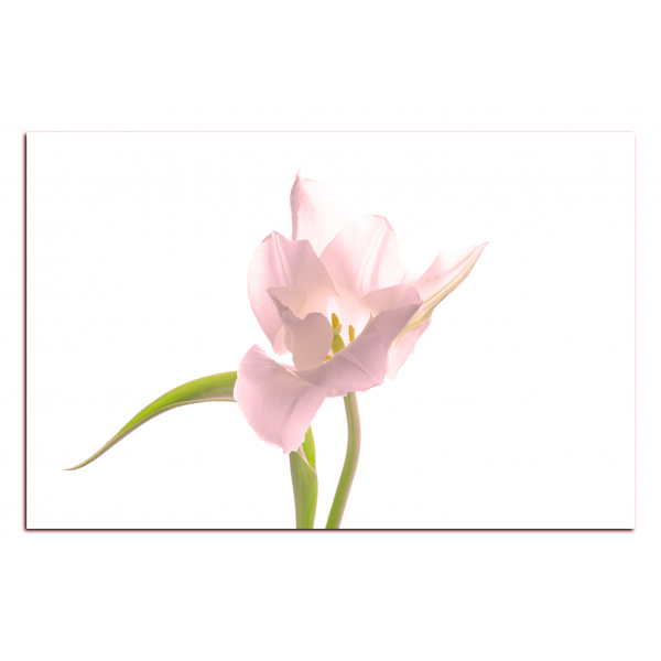 Obraz na plátně - Tulipán