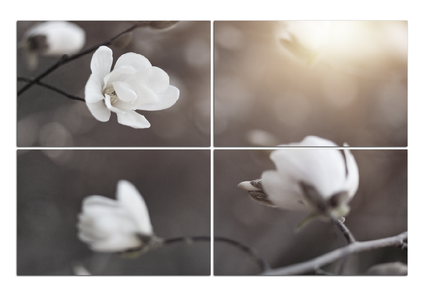 Obraz na plátně - Krásná bílá magnolia . Obraz na plátně - Krásná bílá magnolia .