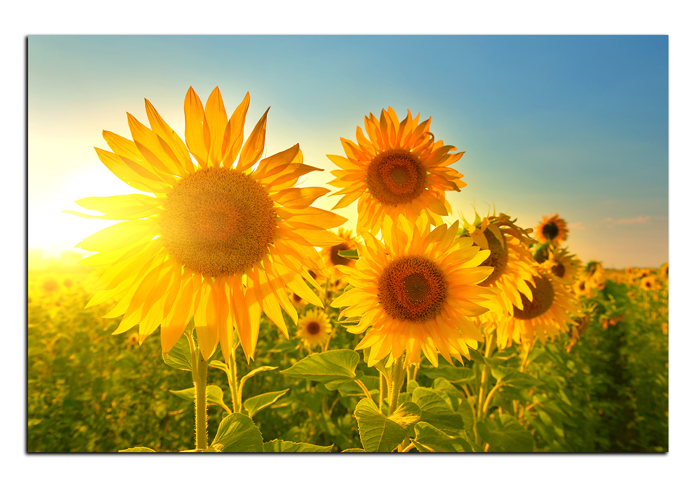 Obraz na plátně - Slunečnice v létě