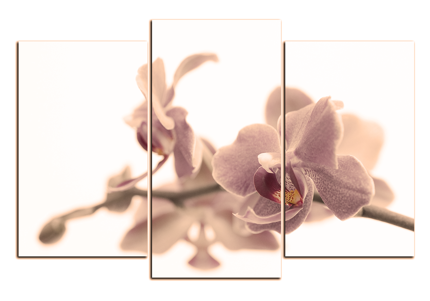Obraz na plátně - Orchidej květ izolována na bílém pozadí Obraz na plátně - Orchidej květ izolována na bílém pozadí