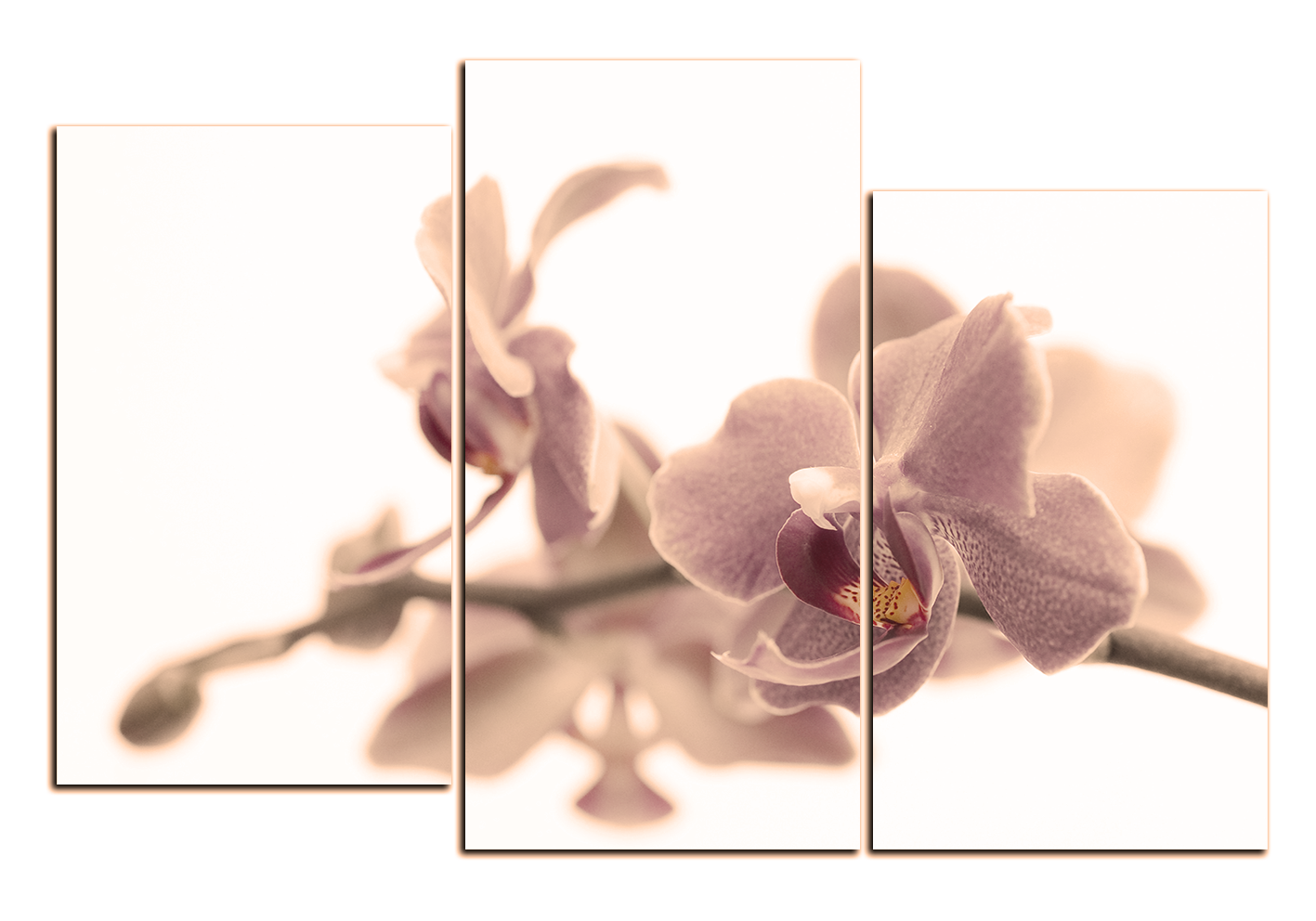 Obraz na plátně - Orchidej květ izolována na bílém pozadí Obraz na plátně - Orchidej květ izolována na bílém pozadí