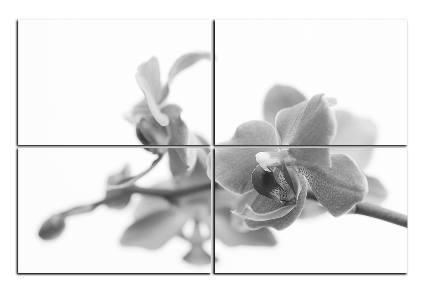 Obraz na plátně - Orchidej květ izolována na bílém pozadí Obraz na plátně - Orchidej květ izolována na bílém pozadí