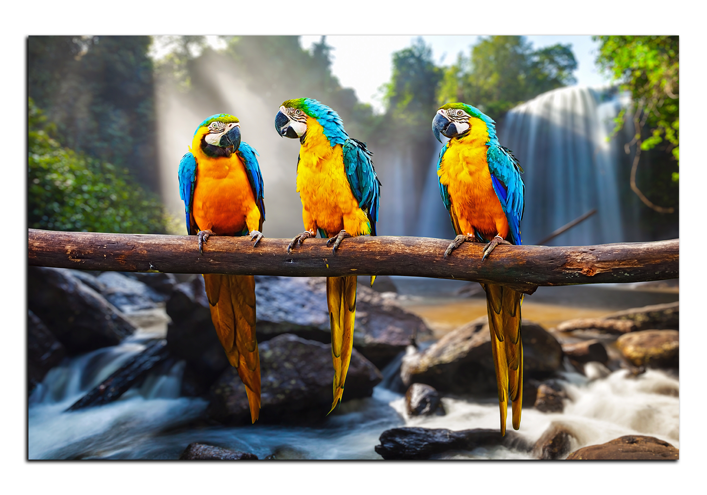Obraz na plátně - Modro žluté Macaw Obraz na plátně - Modro žluté Macaw