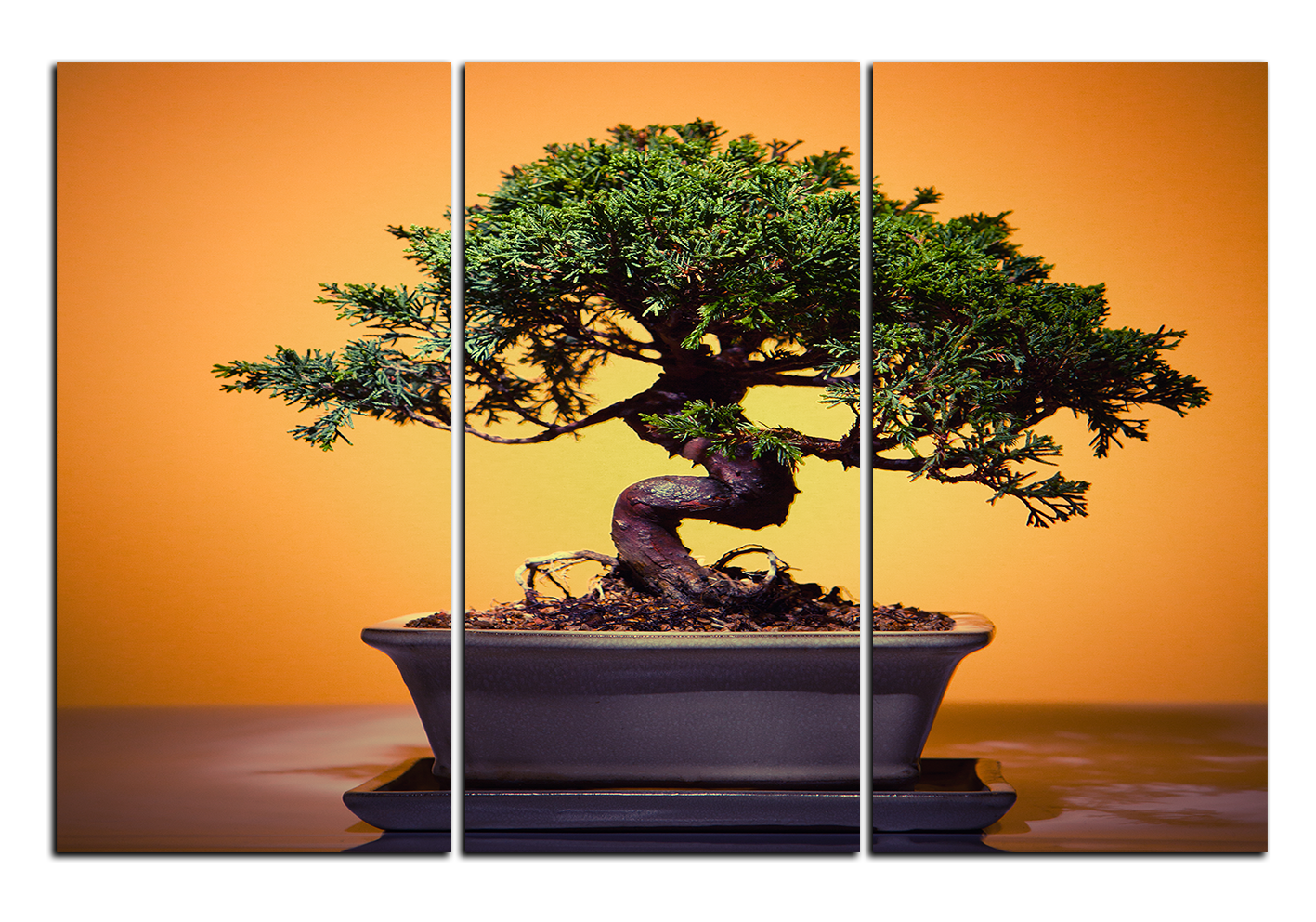Obraz na plátně - Bonsai Obraz na plátně - Bonsai
