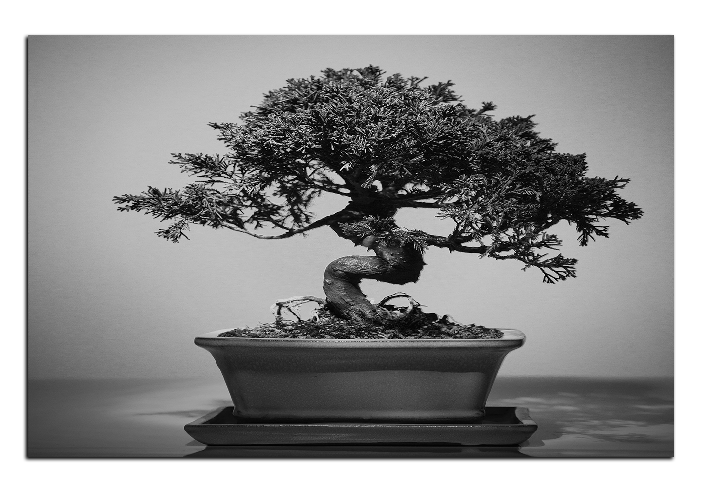 Obraz na plátně - Bonsai Obraz na plátně - Bonsai
