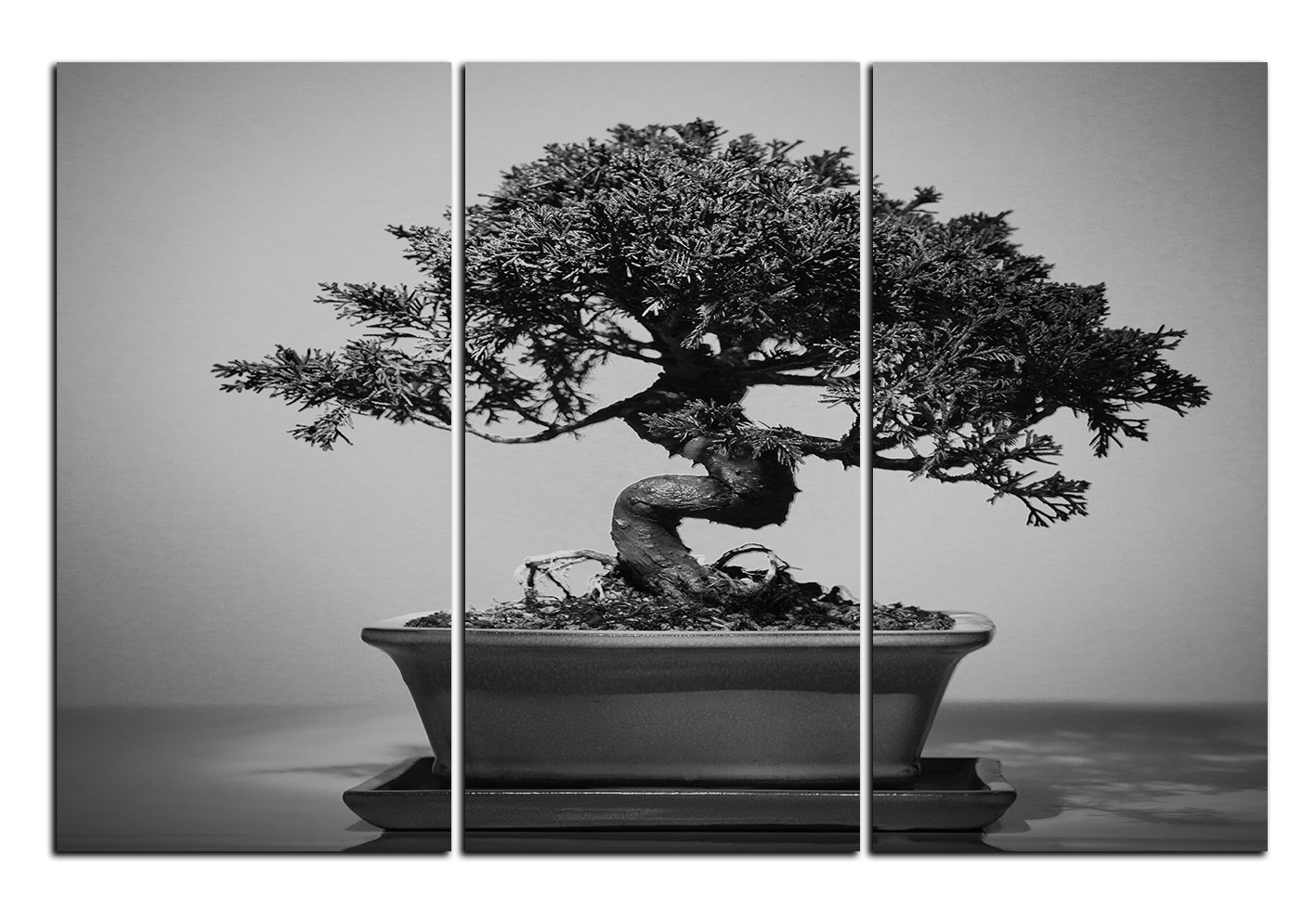 Obraz na plátně - Bonsai Obraz na plátně - Bonsai
