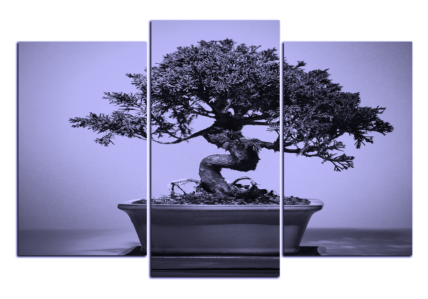Obraz na plátně - Bonsai Obraz na plátně - Bonsai
