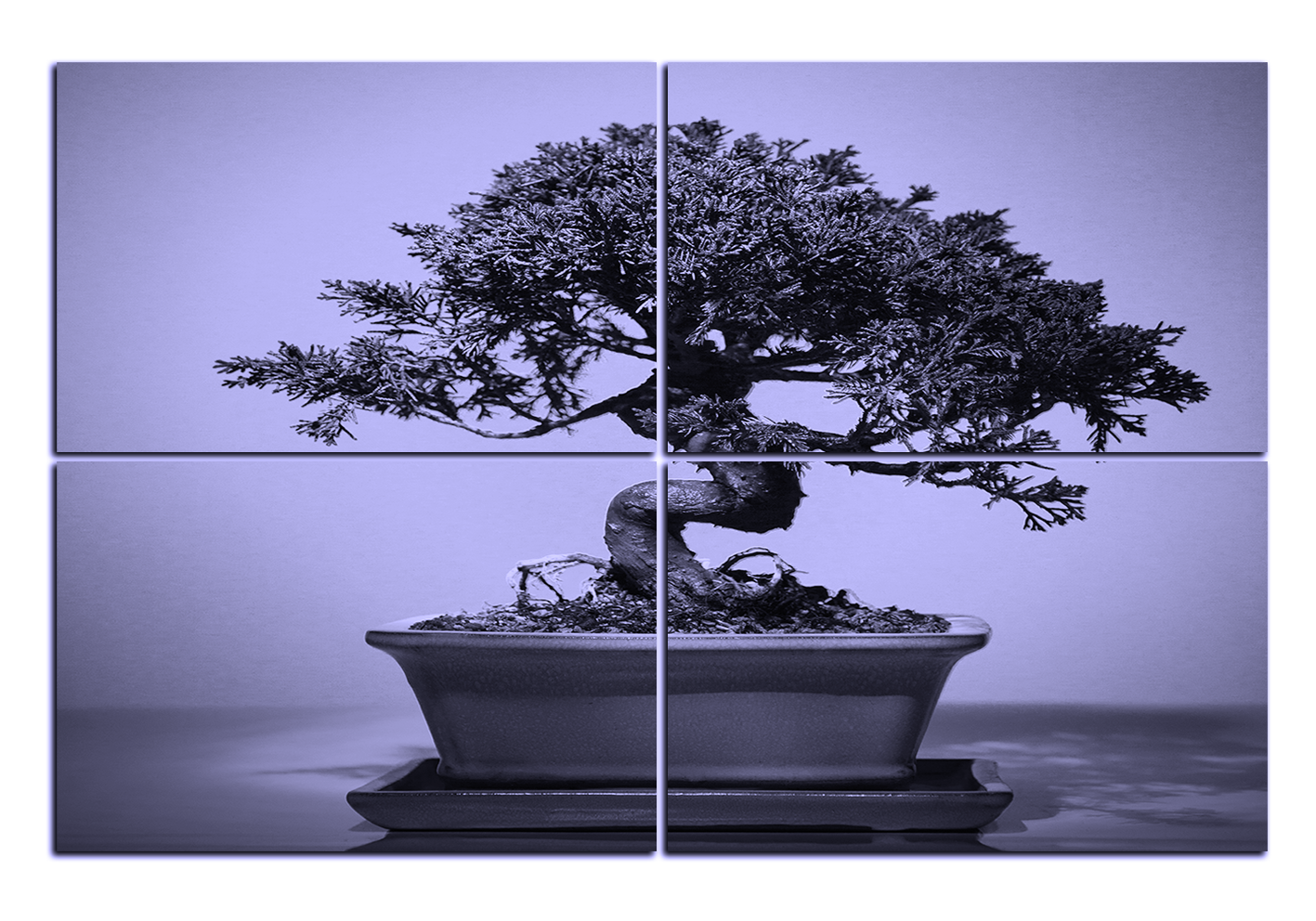 Obraz na plátně - Bonsai Obraz na plátně - Bonsai
